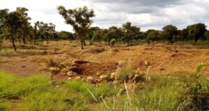 Orpaillage dans le Sud-Ouest du Burkina Faso : la sécurité alimentaire sacrifiée sur l’autel de l’or ?