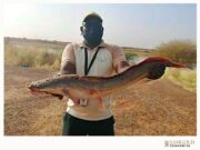 IAMGOLD Essakane mine supports fish farming in the Sahel