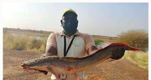 La mine d’IAMGOLD Essakane soutient la pisciculture au Sahel