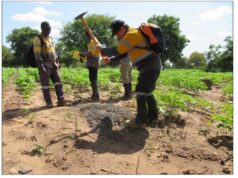 Côte d’Ivoire : Mako Gold Limited découvre un gisement important de manganèse