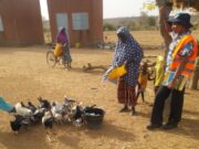 Mine de SOMISA : Un projet d’élevage de volaillesen faveur des ménages dans les villages impactés