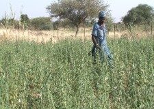 Projet Yéou : L’impact des investissements de AFEMIB pour les populations (Spécial 25 ans de l’AFEMIB)