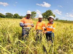 Réhabilitation des sites miniers : Wahgnion Gold a converti 02 fosses minières en exploitation agricole