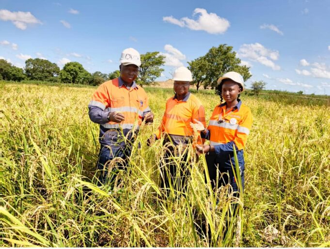 Réhabilitation des sites miniers : Wahgnion Gold a converti 02 fosses minières en exploitation agricole